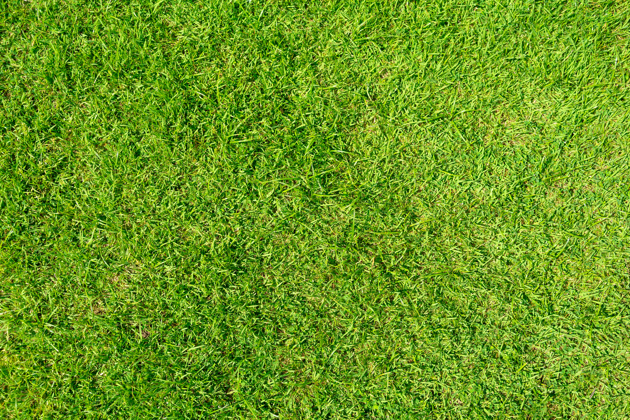  Green Grass Is Used to Make Sports Fields